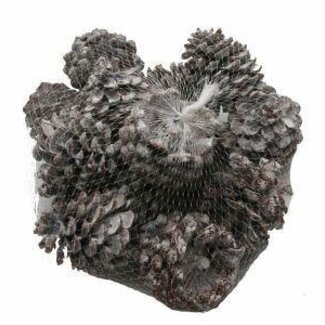 HBXD Pine cone “Pinea” | Colour: Natural White | Christmas decoration | Length 9 - 12 centimetres | Per 100 pine cones