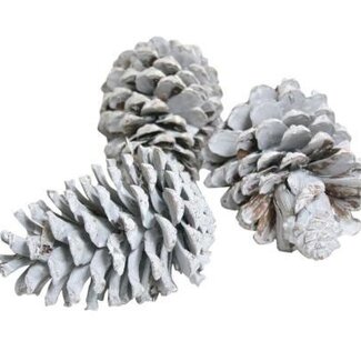 HBXD Pine cone “Maritima” | Colour: Natural White | Christmas decoration | Length 10 - 12 centimetres | Per 100 pine cones