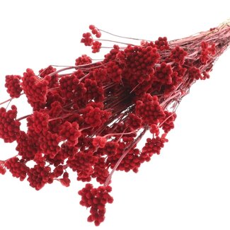 Dutch Dried Dried Lona | Colour: Red | Lonas Annua Dried Flowers | Length ± 55 centimetres | Weight 100 grams | Per bunch