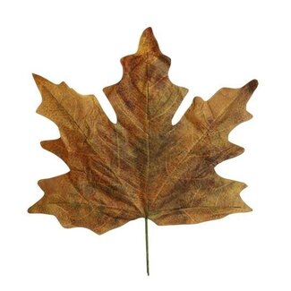 HBXD Decorative Leaves “Maple Leaf Calvi” | Colour: Green | Autumn decoration | Length 73 centimetres | Width 78 centimetres | Per 4 leaves
