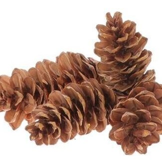 HBXD Pine cone “Strobus” | Colour: Brown | Christmas decoration | Weight 3 kilos | Per bag