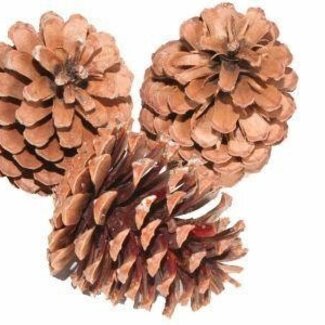 HBXD Pine cone “Maritima” | Colour: Brown | Christmas decoration | Length 10 - 12 centimetres | Per 100 pine cones