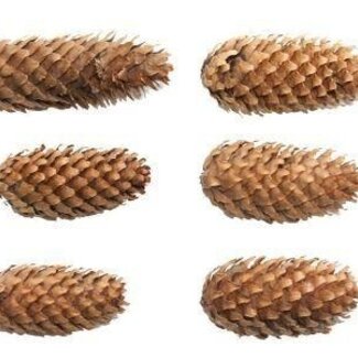 HBXD Pine cone “Spruce” | Colour: Brown | Christmas decoration | Weight 5 kilos | Per bag