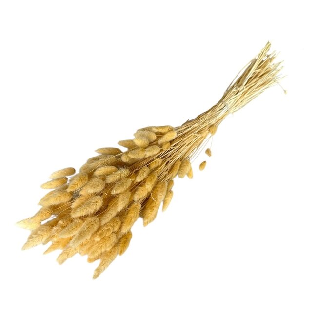 Cream-coloured Dried Bunny Tails | Lagurus Ovatus Dried Flowers | Length ± 70 centimeter | Weight 100 gram | Per bunch