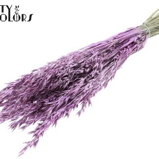 QC Dried Oats | Colour: Metallic Pink with Glitter | Avena Dried Flowers | Length ± 60 centimetres | Weight 250 grams | Per bunch