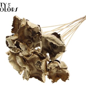 QC Dried Palm Cup on stem | Colour: Antique Gold | Length ± 50 centimetres | 10 stems per bunch