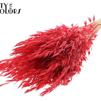 QC Dried Wild Oats | Colour: Red | Wild Avena Dried Flowers | Length ± 70 centimetres | Weight 100 grams | Per bunch