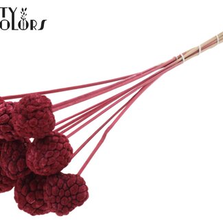 QC Bleached Atta Fruit on stick | Colour: Bordeaux red | Custard Apple Pick | Length ± 50 centimetres | 10 picks per bunch