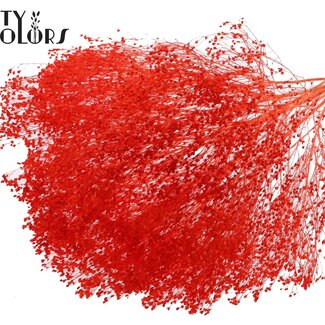 QC Bleached Dried Broom Bloom | Colour: Coral | Broom Dried Flowers | Length ± 50 centimetres | Weight 100 grams | Per bunch