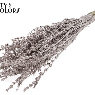 QC Dried Lavender | Colour: Metallic Champagne | Lavender Dried Flowers | Length ± 50 centimetres | Per bunch