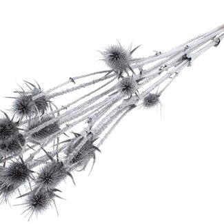 QC Silver Dried Thistles with Glitter | Silver-coloured Cardistella Dried flowers | Length ± 70 centimeter | 5 stems per bunch | Per bunch