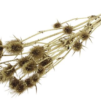QC Golden Dried Thistles with Glitter | Gold-coloured Cardistella Dried Flowers | Length ± 70 centimetre | 5 stems per bunch | Per bunch