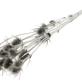 QC Platinum Dried Thistles | Platinum-coloured Cardistella Dried flowers | Length ± 70 centimeter | 5 stems per bunch | Per bunch