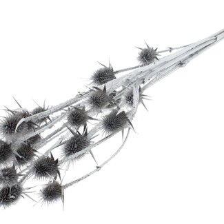 QC Silver Dried Thistles | Silver-coloured Cardistella Dried Flowers | Length ± 70 centimeter | 5 stems per bunch | Per bunch