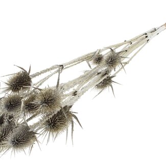 QC Platinum Dried Thistles with Glitter | Platinum-coloured Cardistella Dried Flowers | Length ± 70 centimetre | 5 stems per bunch | Per bunch