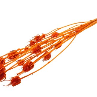 QC Orange Bleached Dried Thistles | Cardistella Dried Flowers | Length ± 70 centimetre | 5 stems per bunch | Per bunch