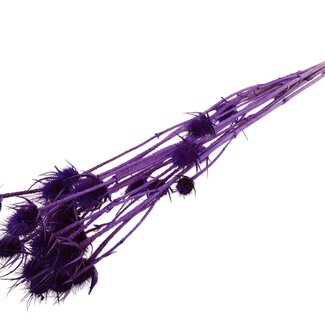 QC Purple Bleached Dried Thistles | Cardistella Dried Flowers | Length ± 70 centimetre | 5 stems per bunch | Per bunch