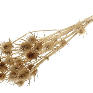 QC Bleached Dried Thistles | Cardistella Dried Flowers | Length ± 70 centimetre | 5 stems per bunch | Per bunch