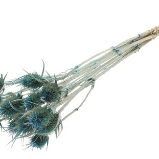QC Pearl Light Blue Dried Thistles | Cardistella Dried Flowers | Length ± 55 centimeter | 10 stems per bunch | Per bunch