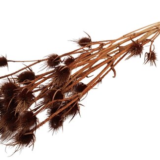 QC Brown Bleached Dried Thistles | Cardistella Dried Flowers | Lengte ± 70 centimeter | 5 stems per bunch | Per bunch