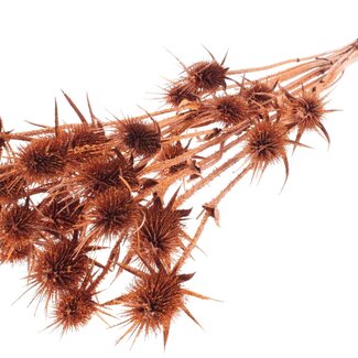 QC Copper-coloured Dried Thistles with Glitter | Copper-coloured Cardistella Dried Flowers | Length ± 70 centimetre | 5 stems per bunch | Per bunch