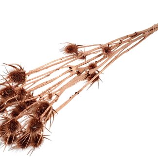 QC Copper Dried Thistles | Copper-coloured Cardistella Dried Flowers | Length ± 70 centimetre | 5 stems per bunch | Per bunch