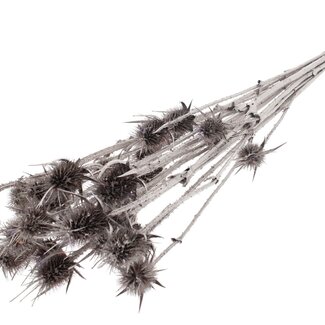QC Champagne Dried Thistles | Cardistella Dried Flowers | Length ± 70 centimetre | 5 stems per bunch | Per bunch