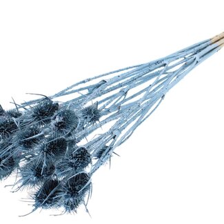 QC Metallic Blue Dried Thistles | Cardistella Dried Flowers | Length ± 55 centimetre | 10 stems per bunch | Per bunch