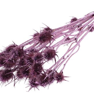 QC Metallic Rosa Getrocknete Disteln | Cardistella Trockenblumen | Länge ± 60 centimeter | 10 Zweige pro Bund | Pro Bund
