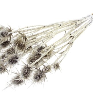QC Platinum Dried Thistles with Glitter | Platinum-coloured Cardistella dried flowers | Length ± 55 centimetre | 10 stems per bunch | Per bunch