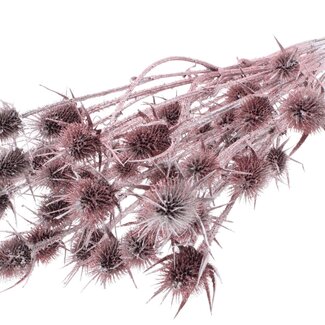 QC Champagne Dried Thistles with Glitter | Cardistella Dried flowers | Length ± 55 centimetre | 10 stems per bunch | Per bunch