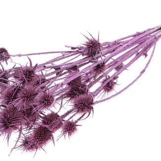 QC Metallic Pink Dried Thistles with Glitter | Cardistella Dried Flowers | Length ± 55 centimetre | 10 stems per bunch | Per bunch