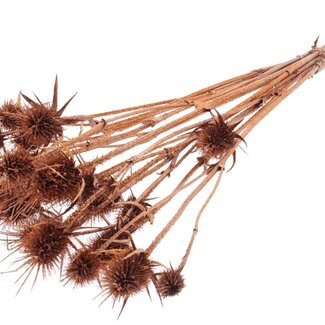 QC Copper-coloured Dried Thistles with Glitter | Copper-coloured Cardistella Dried Flowers | Length ± 55 centimetre | 10 stems per bunch | Per bunch