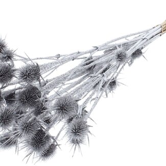 QC Silver Dried Thistles with Glitter | Silver-coloured Cardistella Dried Flowers | Length ± 55 centimetre | 10 stems per bunch | Per bunch