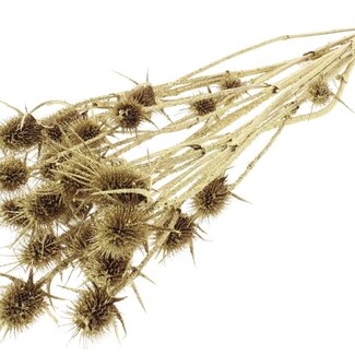 QC Gold-coloured Dried Thistles with Glitter | Gold-coloured Cardistella Dried Flowers | Length ± 55 centimetre | 10 stems per bunch | Per bunch