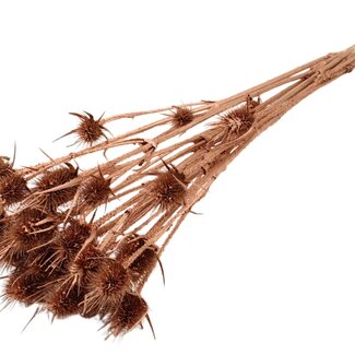 QC Copper Dried Thistles | Copper-coloured Cardistella Dried Flowers | Length ± 55 centimetre | 10 stems per bunch | Per bunch