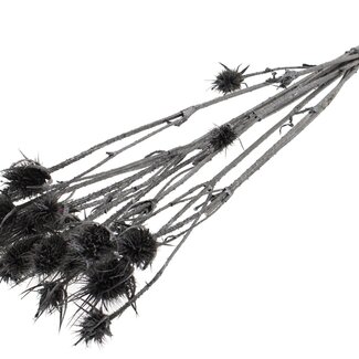 QC Metallic Graphite Dried Thistles | Cardistella Dried Flowers | Length ± 55 centimeter | 10 stems per bunch | Per bunch