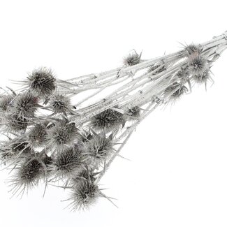 QC Platinum Dried Thistles | Platinum-coloured Cardistella Dried Flowers | Length ± 55 centimeter | 10 stems per bunch | Per bunch