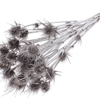 QC Champagne Dried Thistles | Cardistella Dried Flowers | Length ± 55 centimetre | 10 stems per bunch | Per bunch