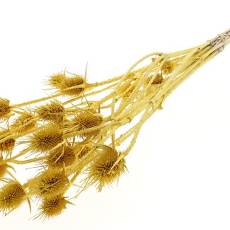 QC Metallic Yellow Dried Thistles | Cardistella Dried flowers | Length ± 55 centimeter | 10 stems per bunch | Per bunch