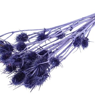 QC Metallic Purple Dried Thistles | Cardistella Dried Flowers | Length ± 55 centimetre | 10 stems per bunch | Per bunch