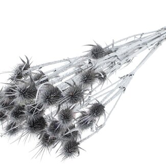 QC Silver Dried Thistles | Silver-coloured Cardistella Dried Flowers | Length ± 55 centimeter | 10 stems per bunch | Per bunch