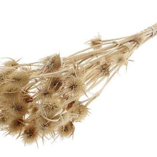 QC Bleached Dried Thistles | Cardistella Dried Flowers | Length ± 55 centimetre | 10 stems per bunch | Per bunch