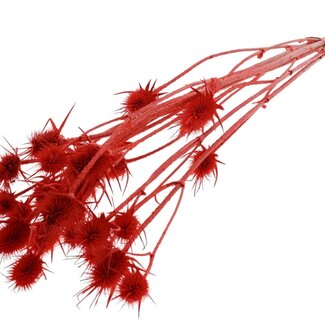 QC Coral-red Bleached Dried Thistles | Cardistella Dried Flowers | Length ± 70 centimeter | 5 stems per bunch | Per bunch