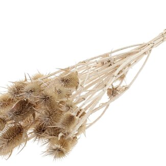 QC Pearl White Dried Thistles | Cardistella Dried Flowers | Length ± 55 centimeter | 10 stems per bunch | Per bunch