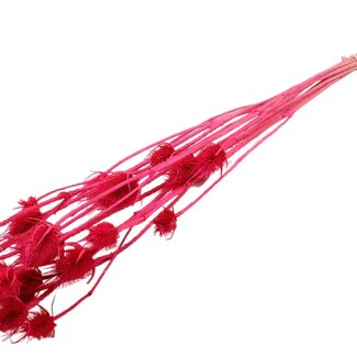 QC Cerise Bleached Dried Thistles | Cardistella Dried Flowers | Length ± 70 centimeter | 5 stems per bunch | Per bunch