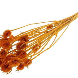 QC Apricot Bleached Dried Thistles | Cardistella Dried flowers | Length ± 55 centimetre | 10 stems per bunch | Per bunch
