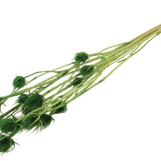 QC Light Green Bleached Dried Thistles | Cardistella Dried Flowers | Length ± 70 centimetre | 5 stems per bunch | Per bunch