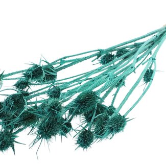 QC Pearl Turquoise Dried Thistles | Cardistella Dried Flowers | Length ± 55 centimeter | 10 stems per bunch | Per bunch