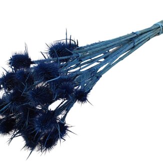 QC Dark blue Bleached Dried Thistles | Cardistella Dried Flowers | Length ± 55 centimetre | 10 stems per bunch | Per bunch